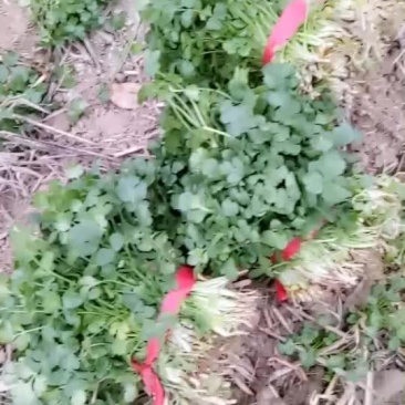 香菜