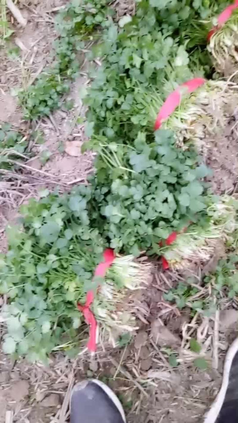 香菜