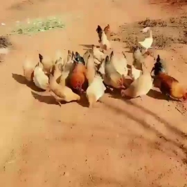 正宗本鸡