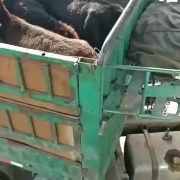 年前的毛驴十二一斤走起