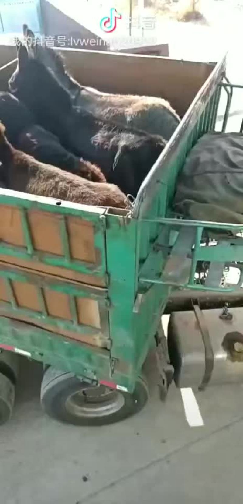 年前的毛驴十二一斤走起