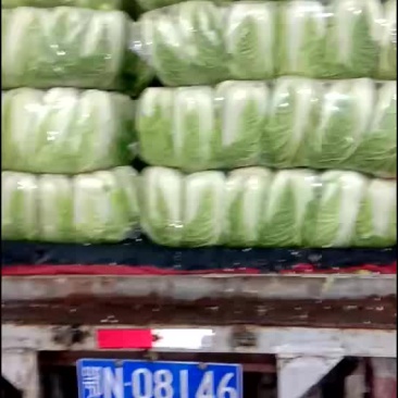 【精品】白菜，品种多样，量大从优，欢迎选购