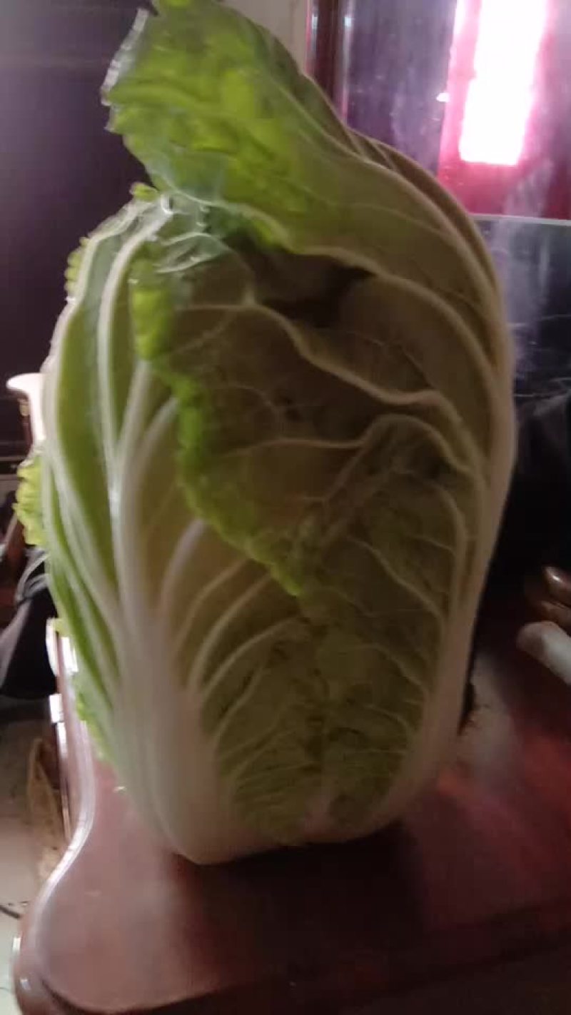【精品】白菜，品种多样，量大从优，欢迎选购