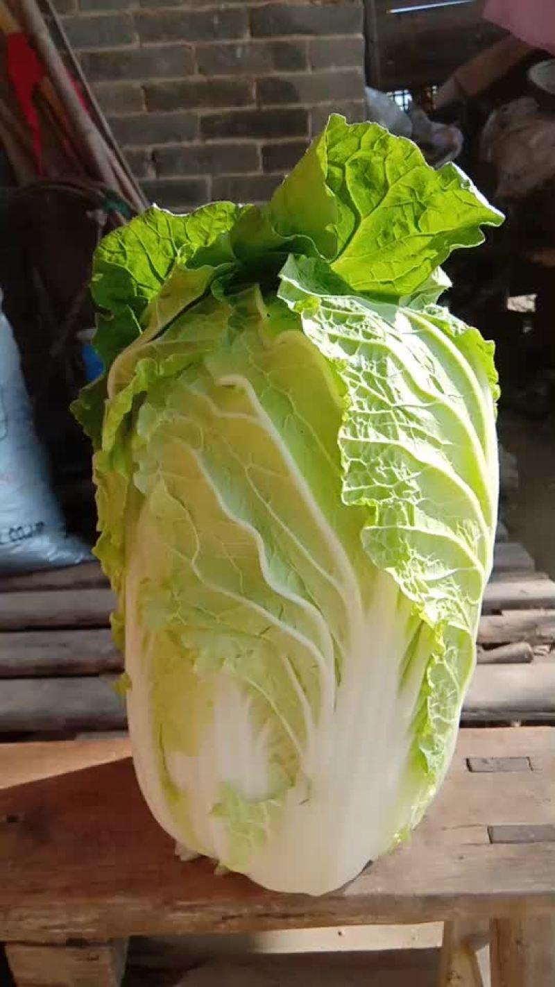 【精品】白菜，品种多样，量大从优，欢迎选购