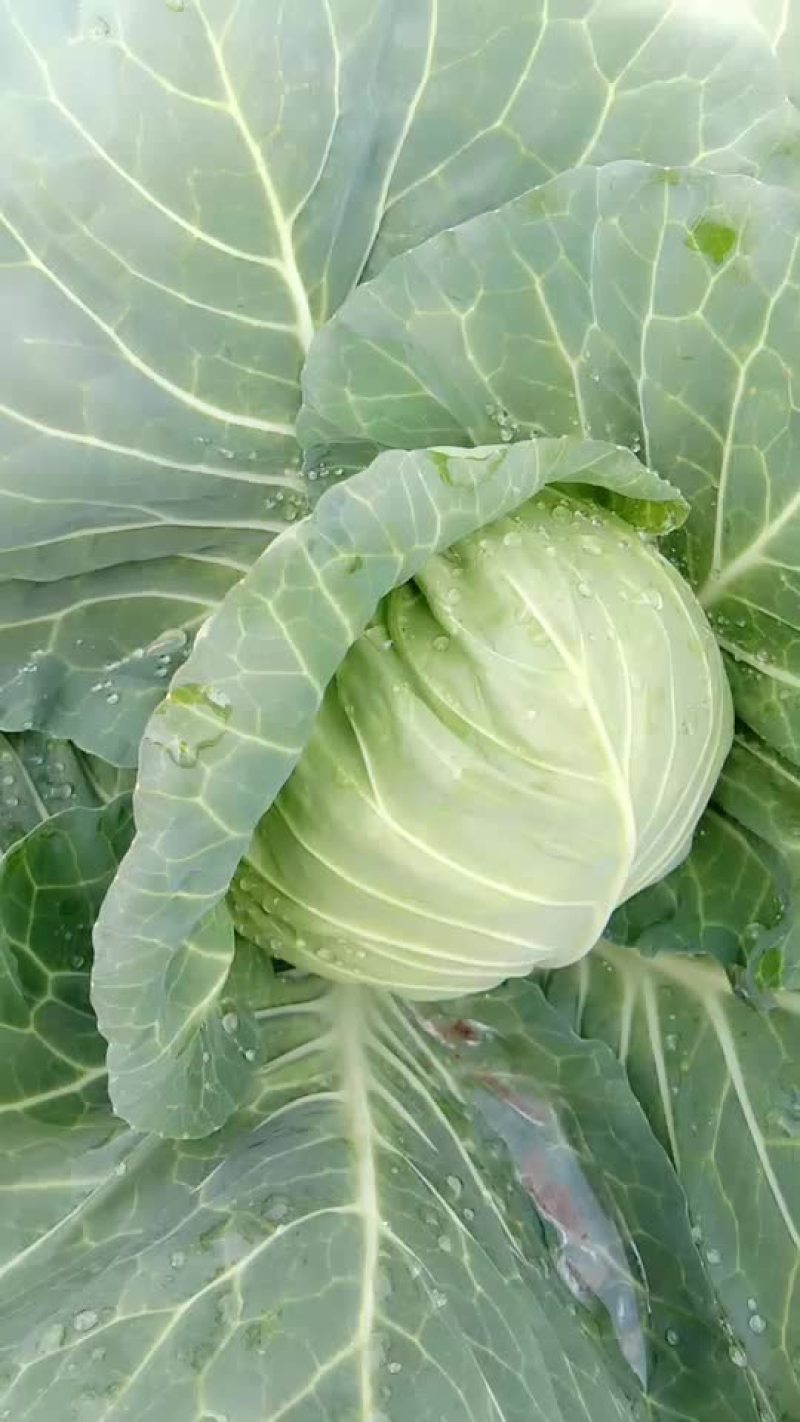 【精品】白菜，品种多样，量大从优，欢迎选购