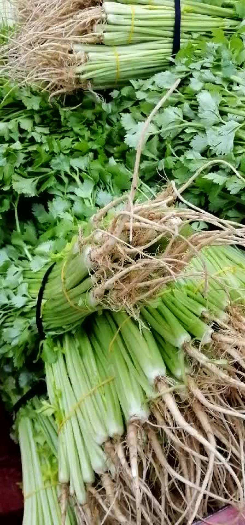 出售芹菜