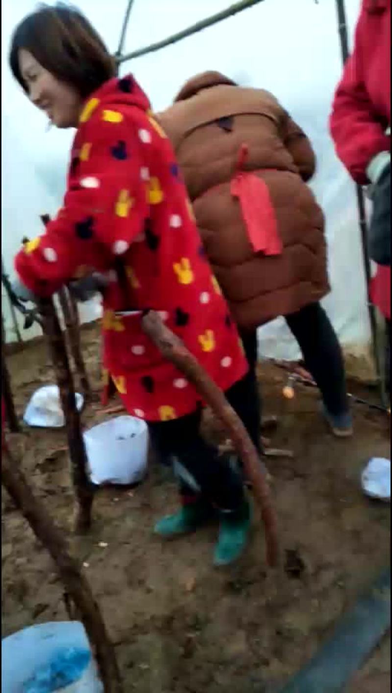 南阳月季种植繁育基地