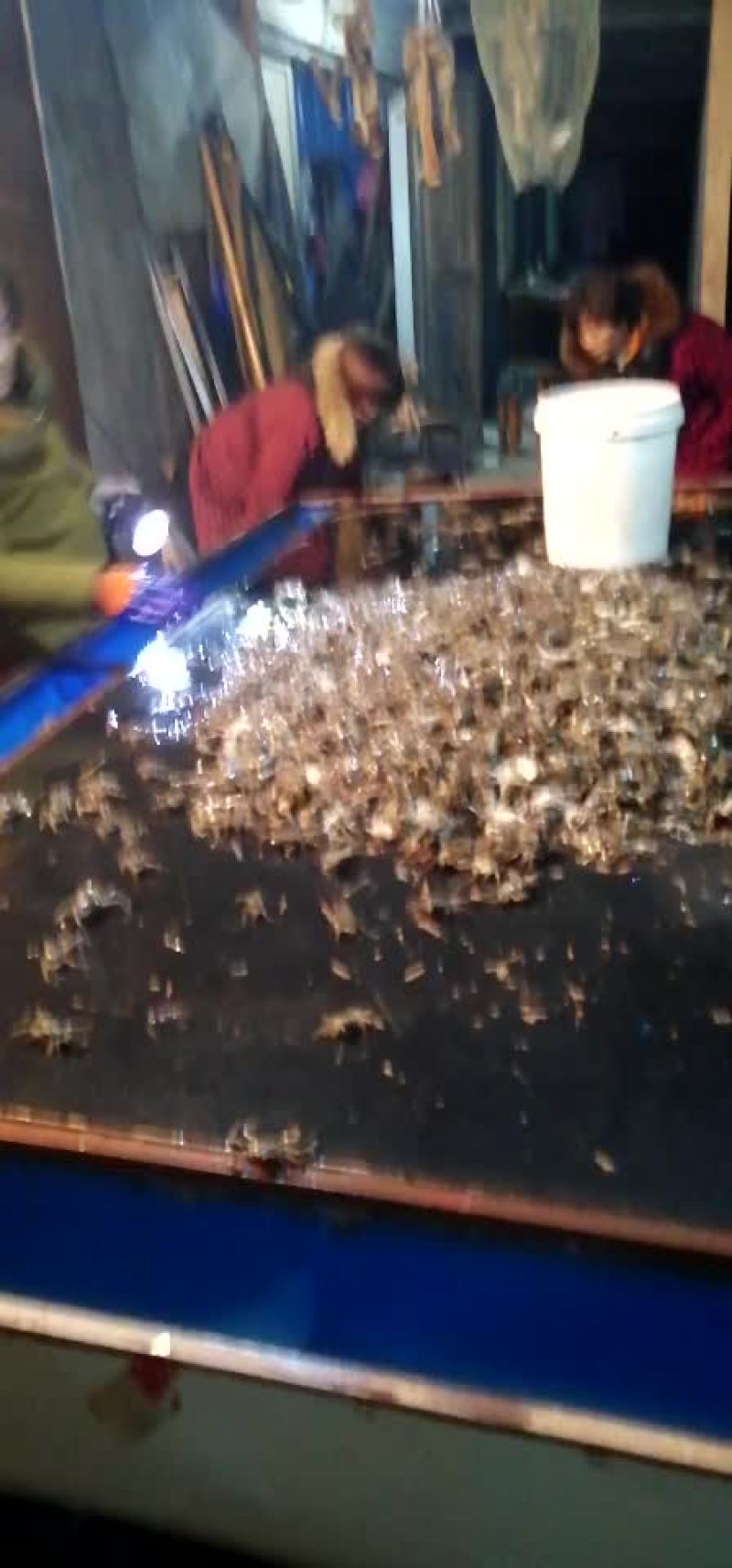 水产种苗