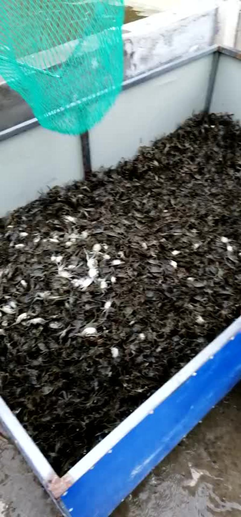 水产种苗