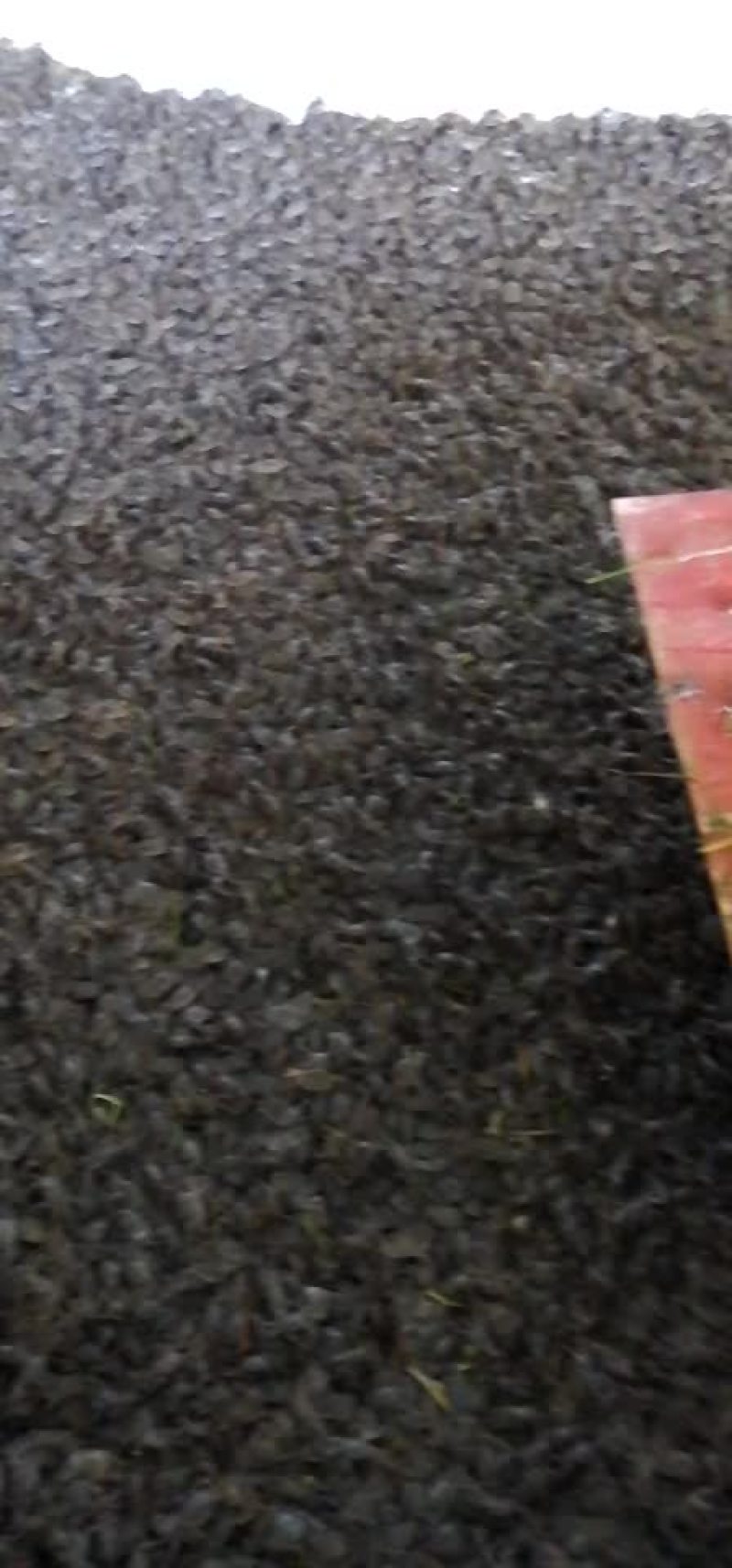 水产种苗