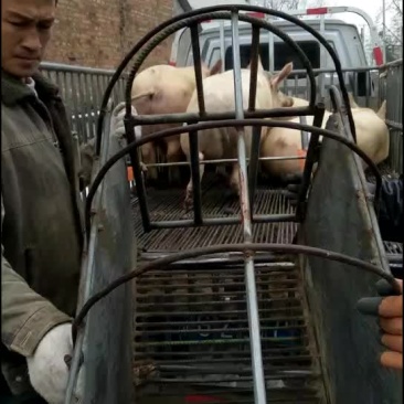 生态土猪