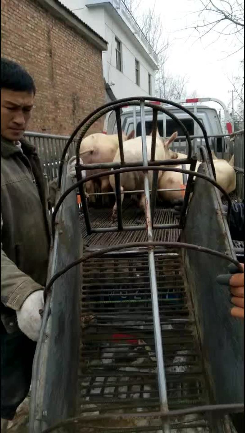 生态土猪
