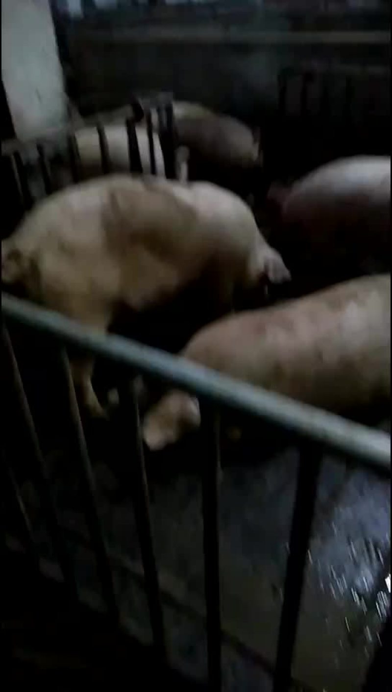 生态土猪