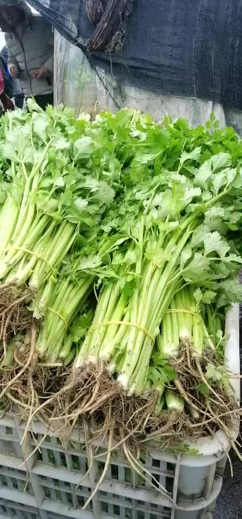 芹菜