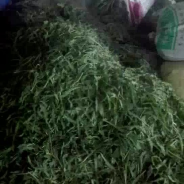 腌制苦苦菜