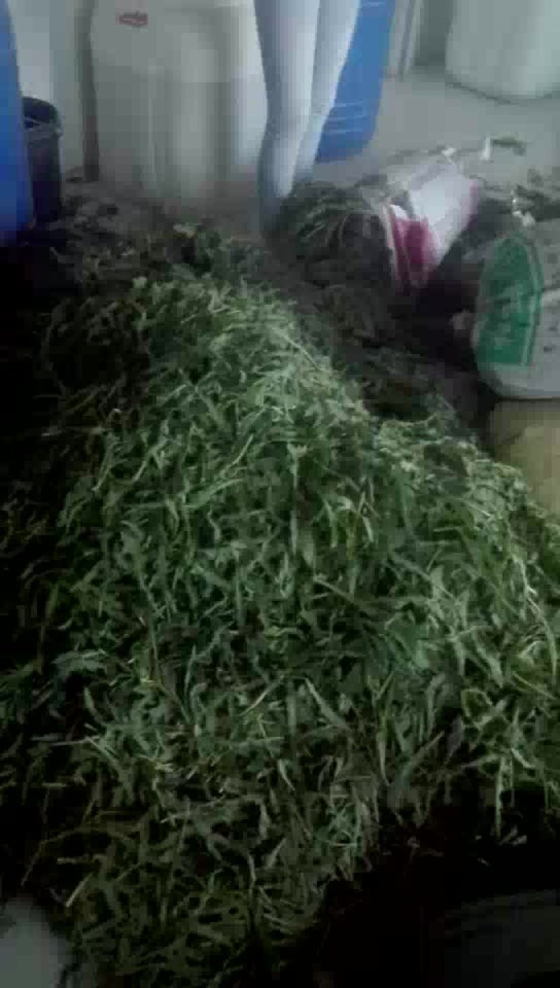 腌制苦苦菜