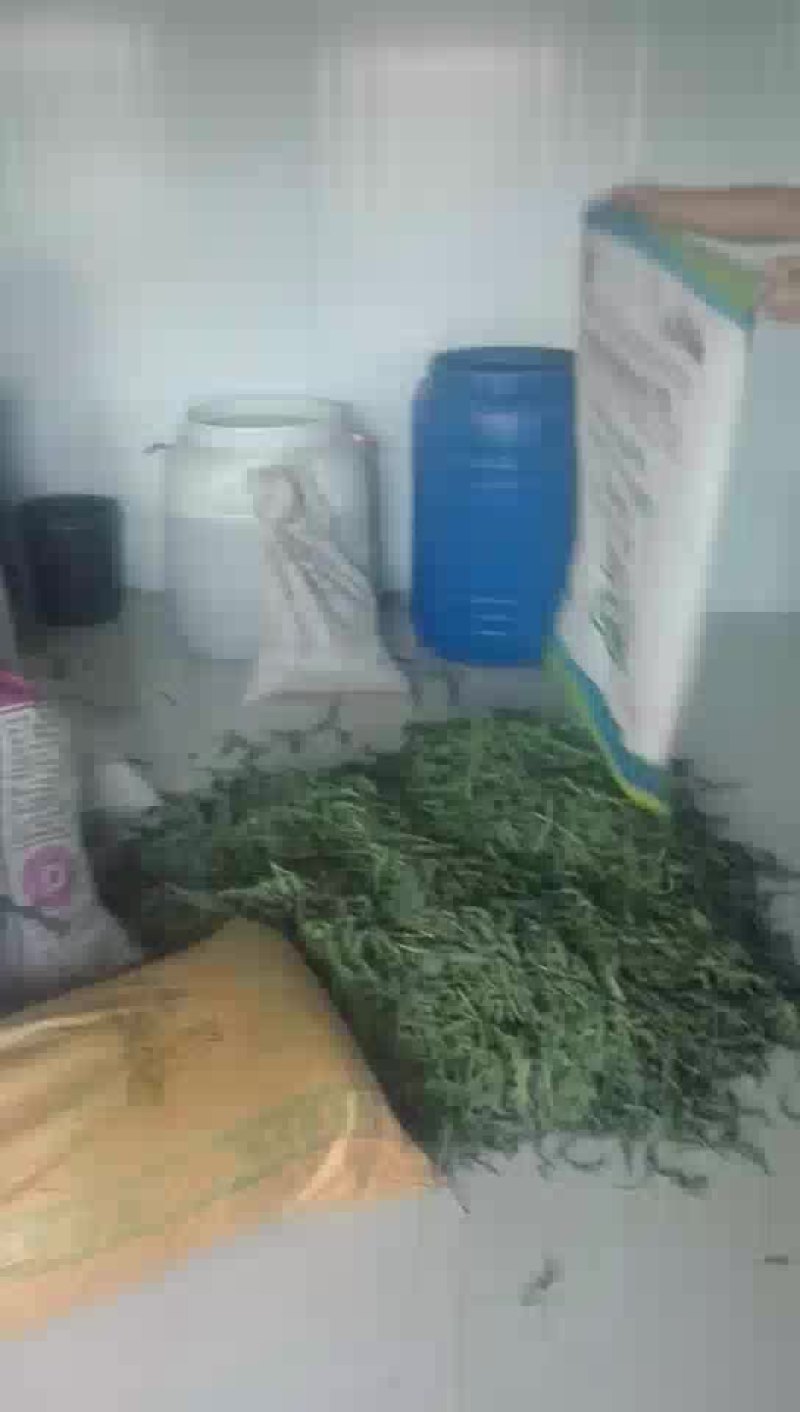 腌制苦苦菜