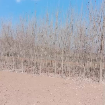 三角枫。椿树