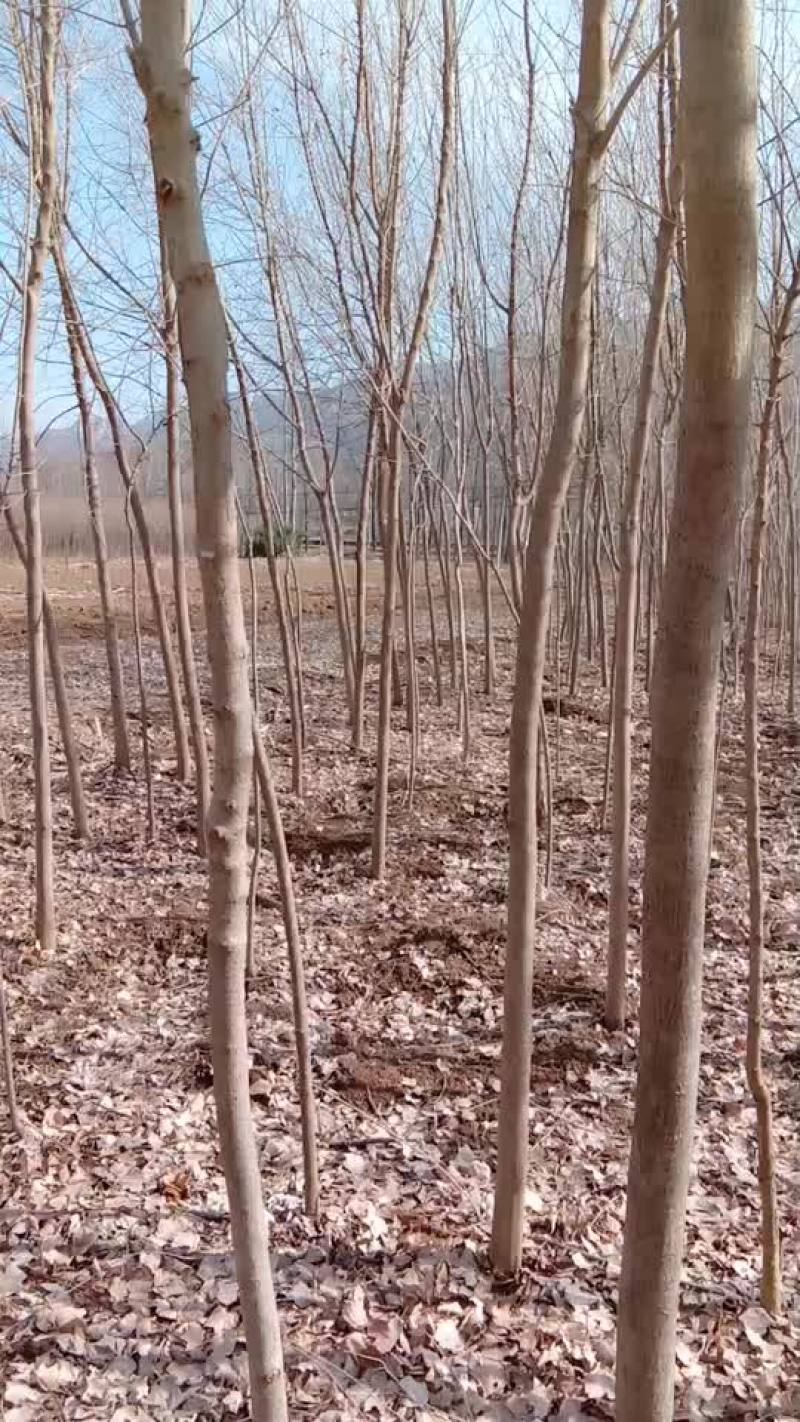 三角枫。椿树