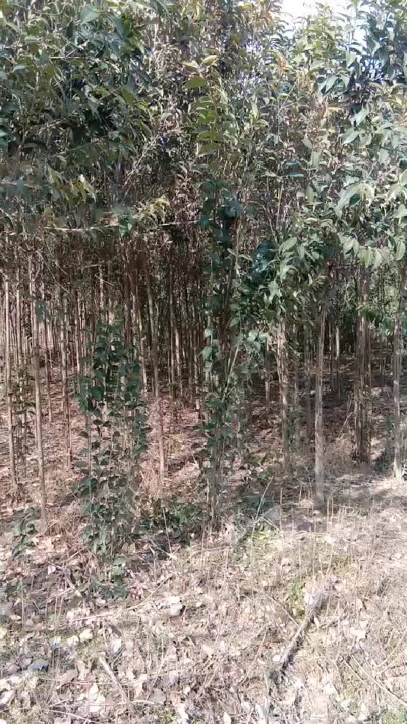 三角枫。椿树