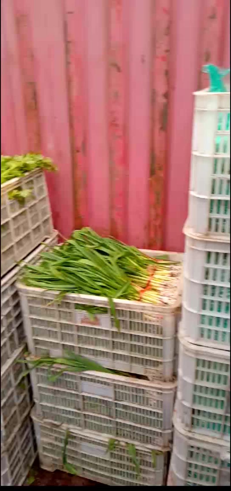 香菜，小白菜，青菜，杭白菜，生菜茼蒿，芹菜等南通蔬菜基地