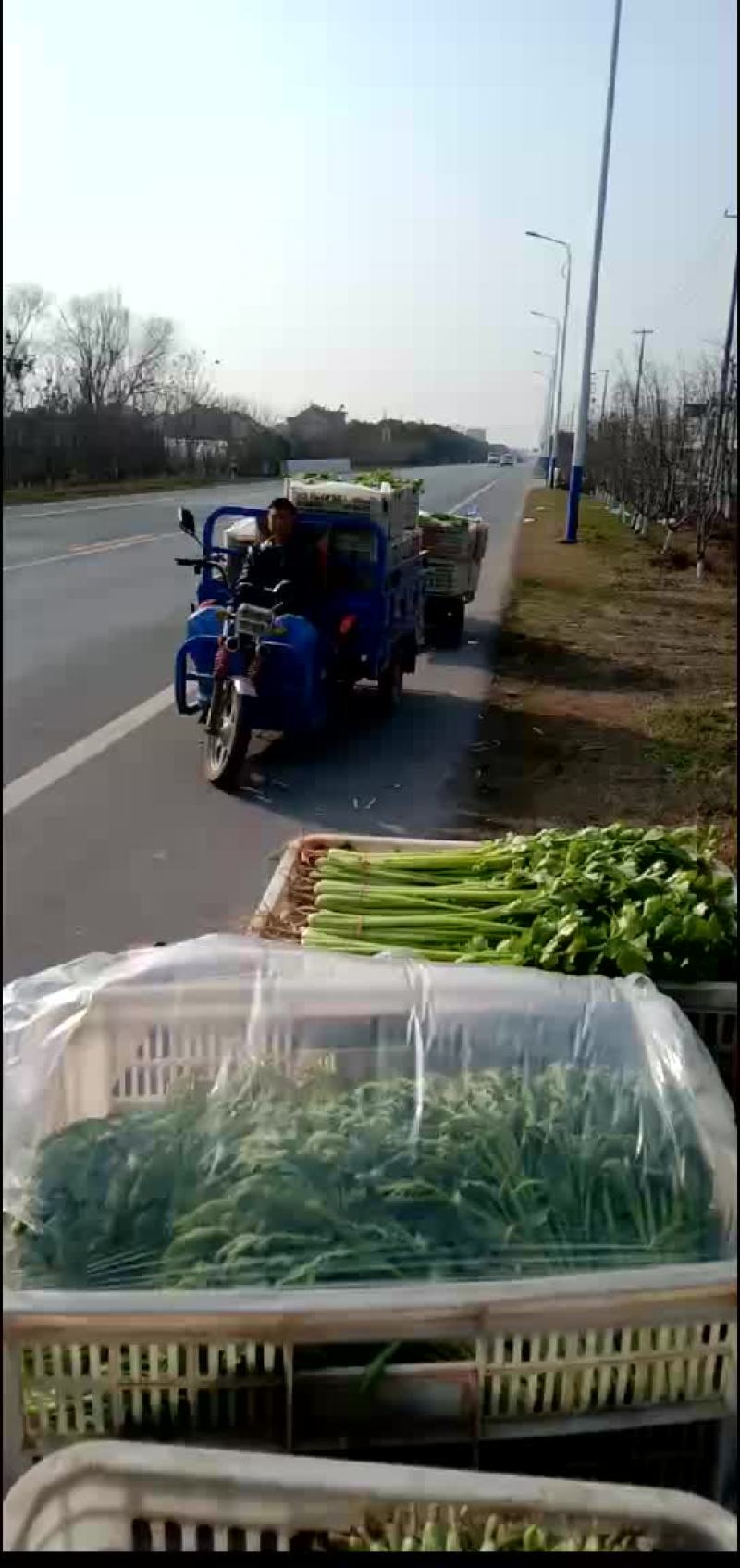 香菜，小白菜，青菜，杭白菜，生菜茼蒿，芹菜等南通蔬菜基地