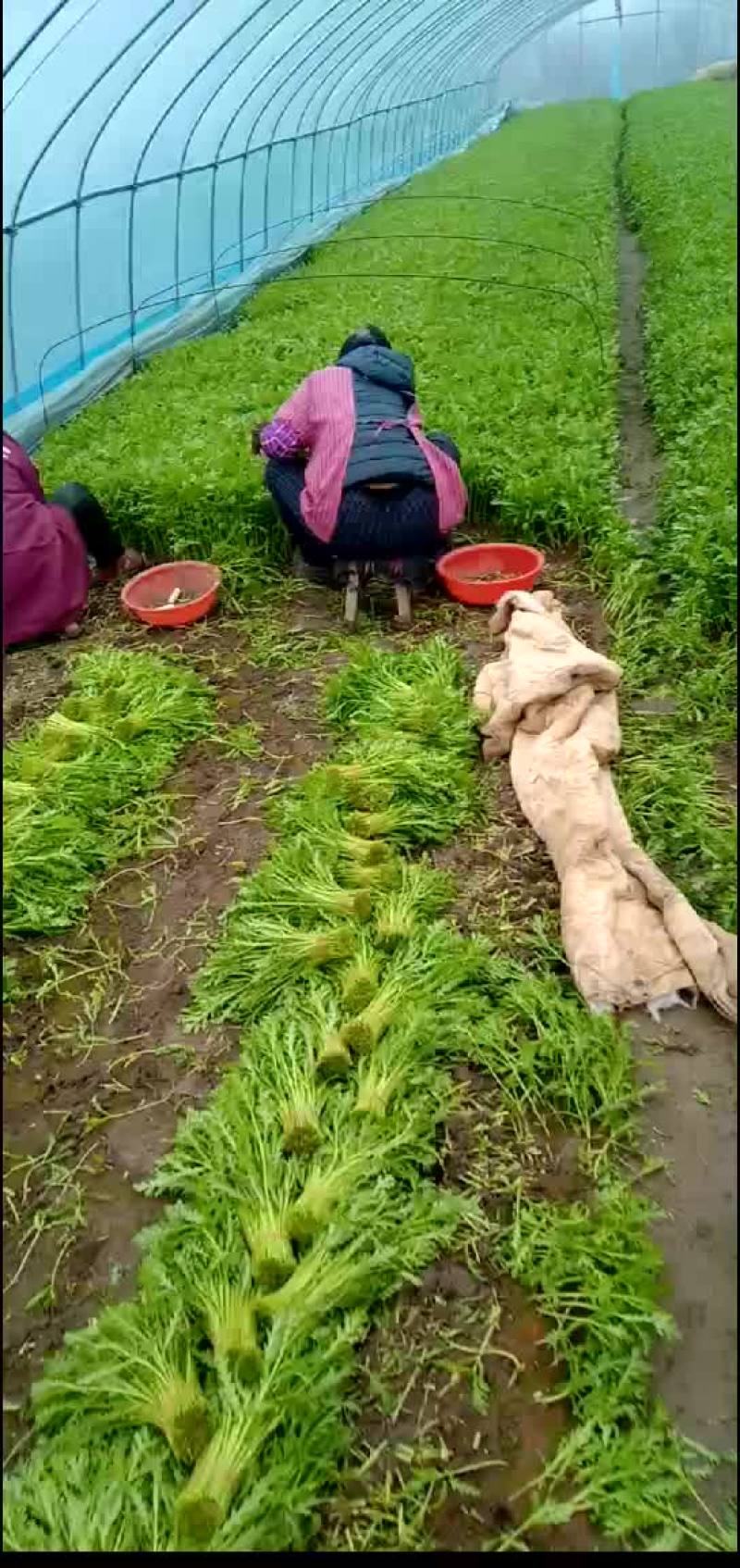 香菜，小白菜，青菜，杭白菜，生菜茼蒿，芹菜等南通蔬菜基地