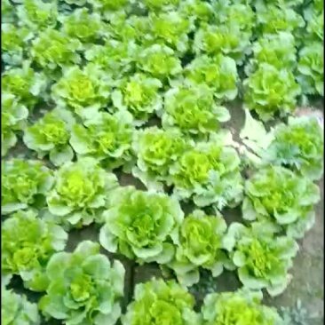 香菜，小白菜，青菜，杭白菜，生菜茼蒿，芹菜等南通蔬菜基地
