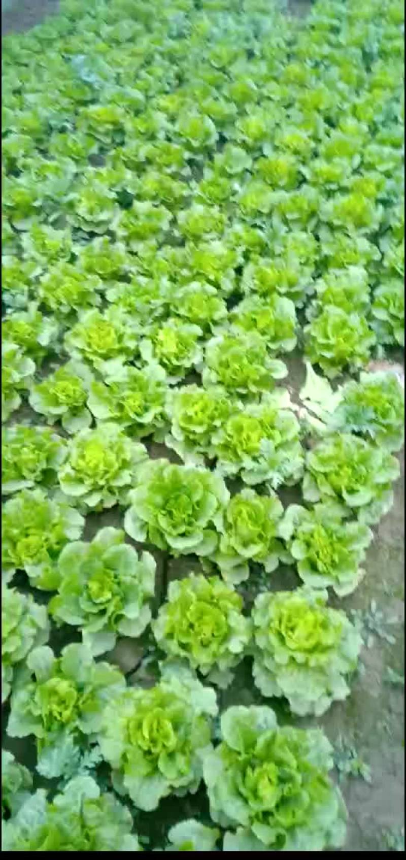 香菜，小白菜，青菜，杭白菜，生菜茼蒿，芹菜等南通蔬菜基地