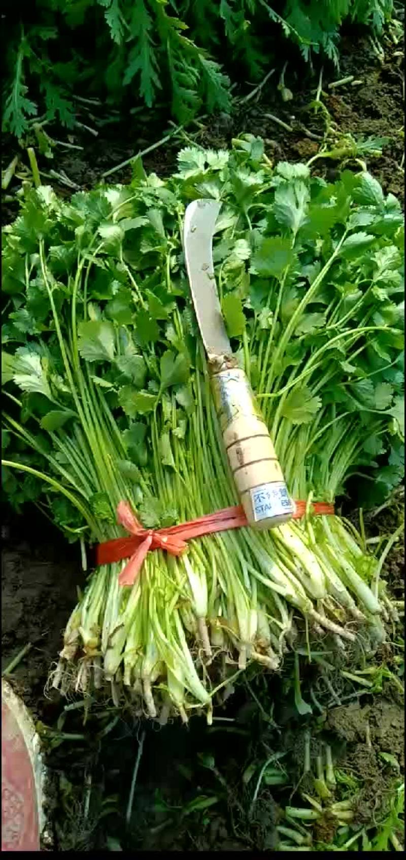 香菜，小白菜，青菜，杭白菜，生菜茼蒿，芹菜等南通蔬菜基地
