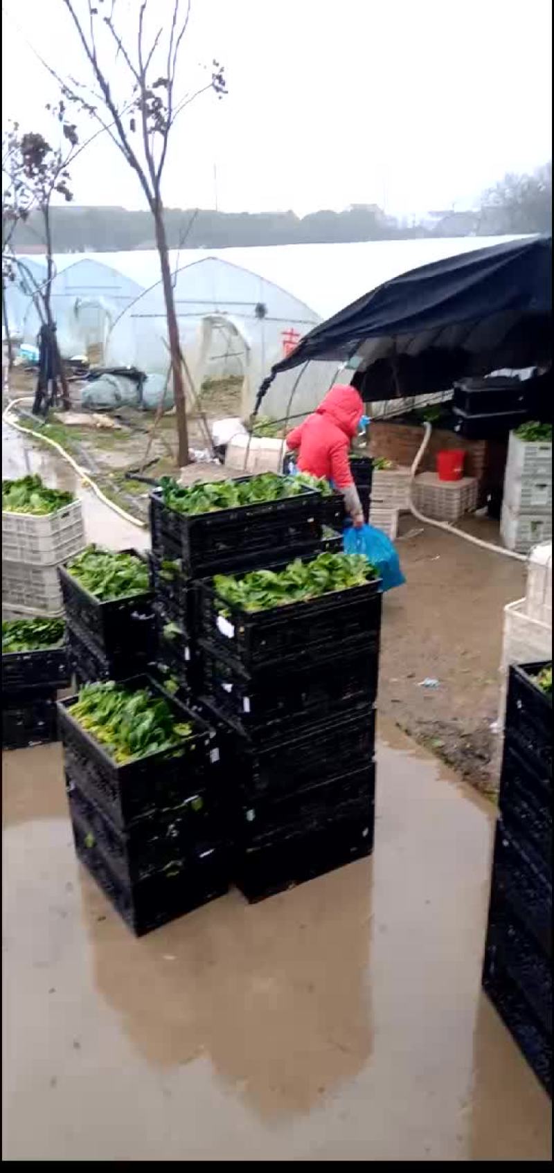 香菜，小白菜，青菜，杭白菜，生菜茼蒿，芹菜等南通蔬菜基地