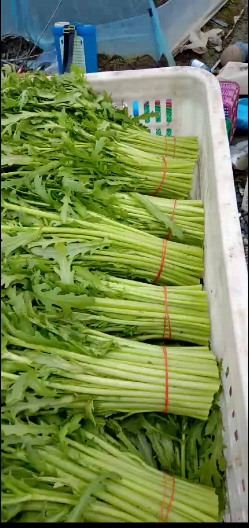 香菜，小白菜，青菜，杭白菜，生菜茼蒿，芹菜等南通蔬菜基地
