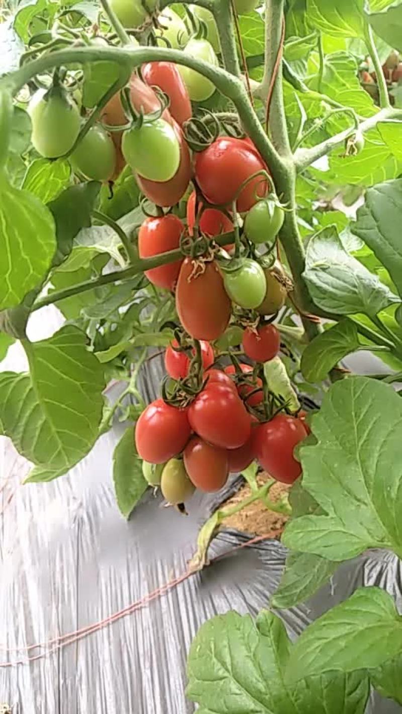 圣女果