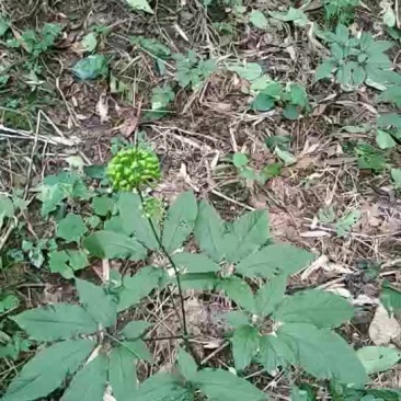 竹节参（白三七）