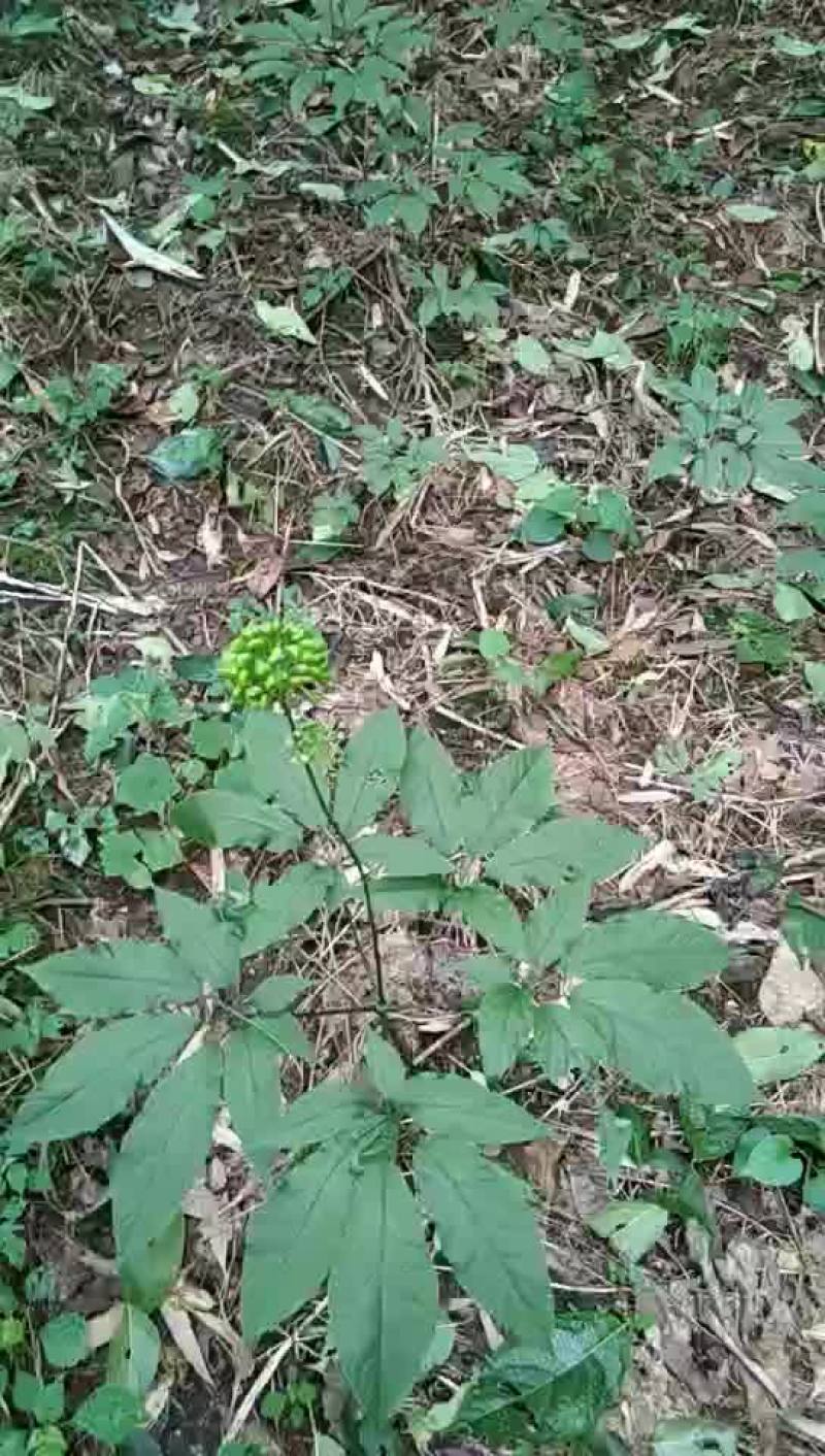 竹节参（白三七）