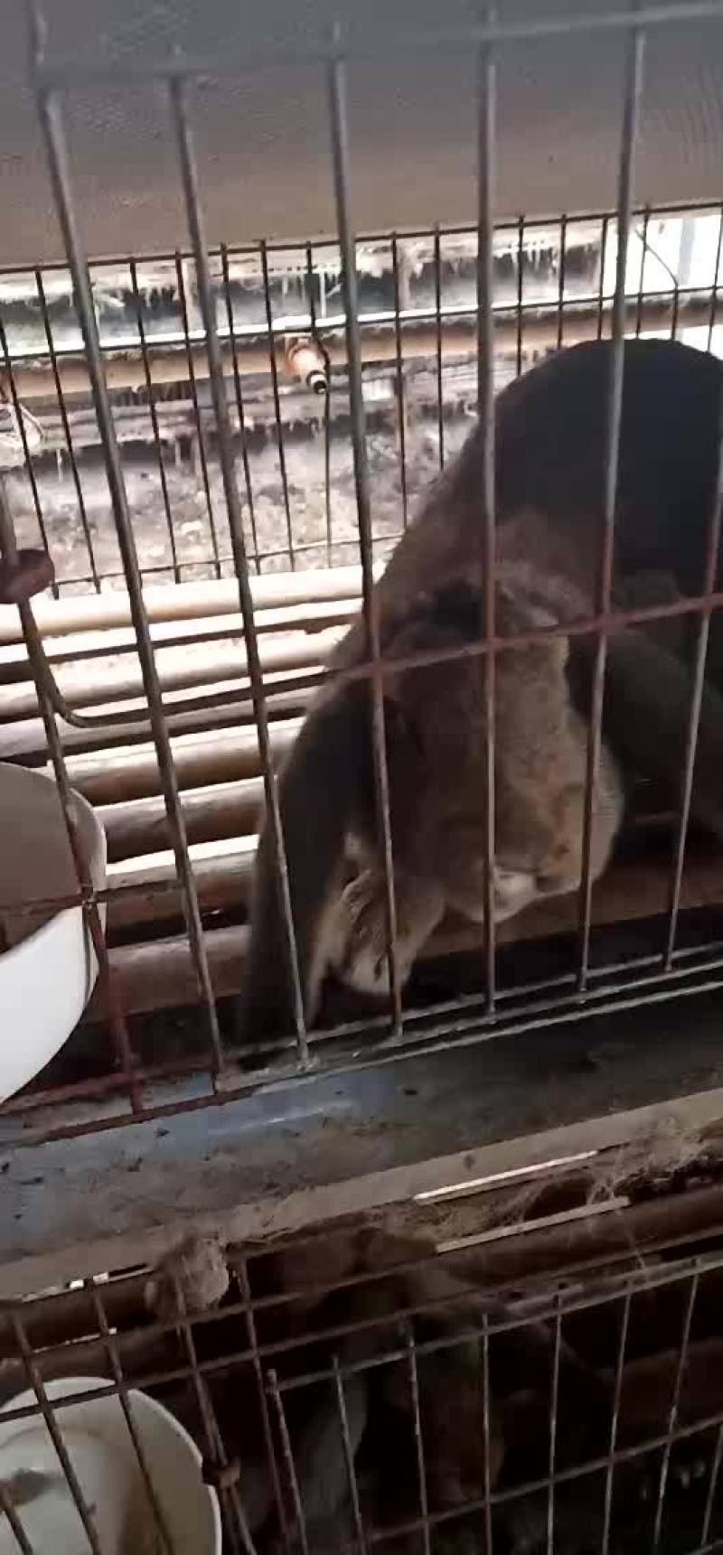 大型正规种兔繁育养殖基地