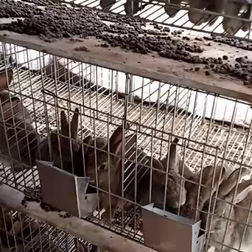大型正规种兔繁育养殖基地