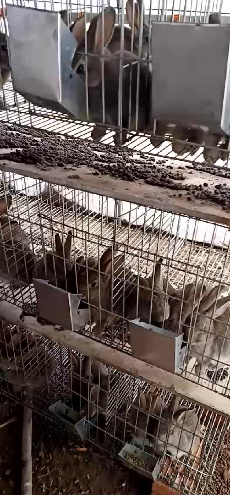 大型正规种兔繁育养殖基地