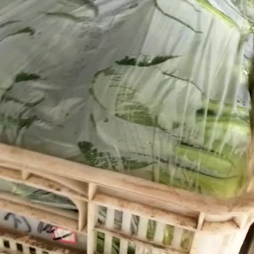 上海青小油菜