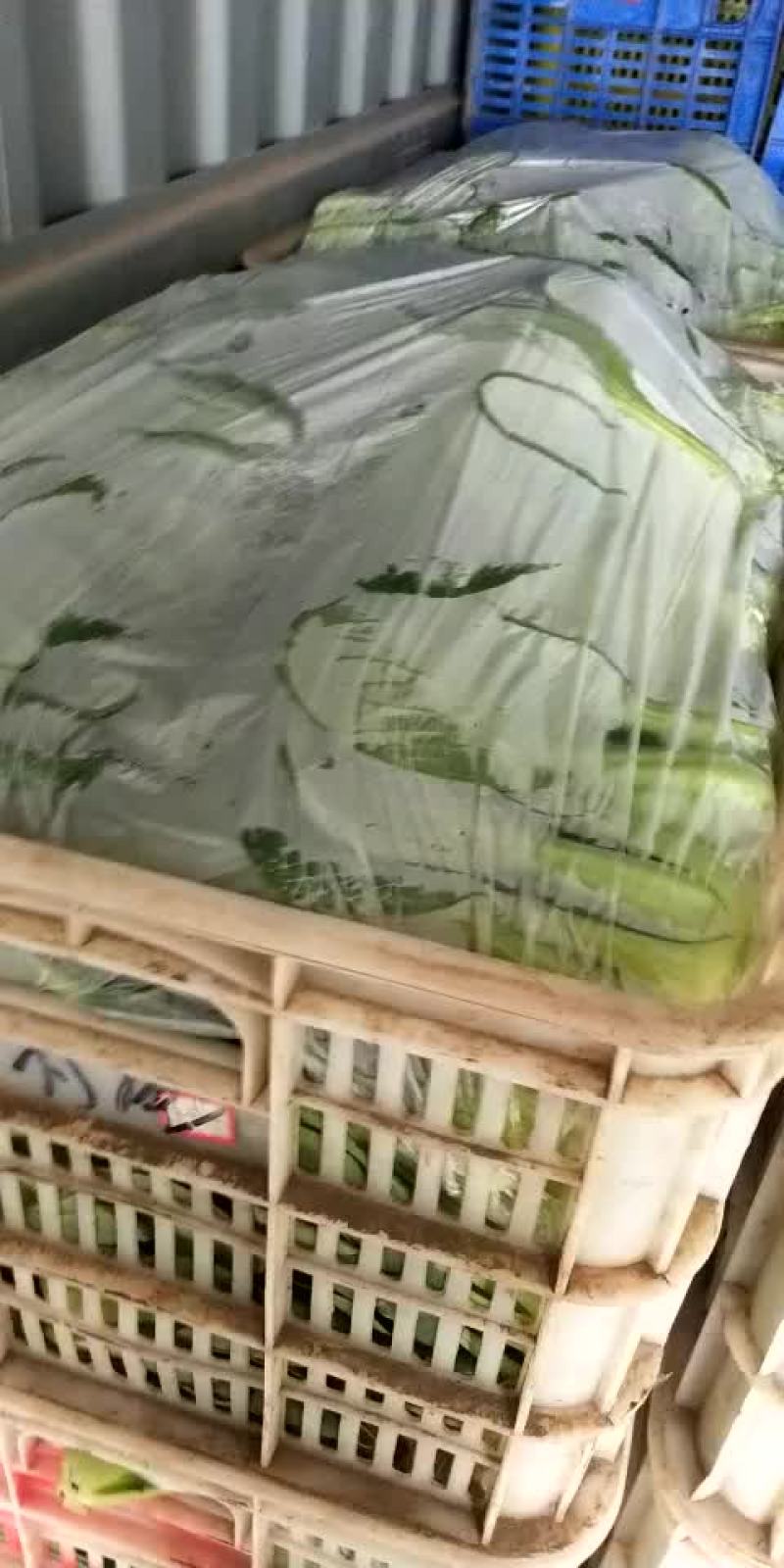 上海青小油菜