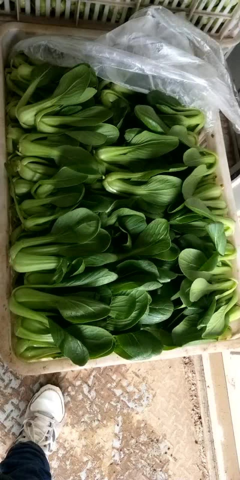 上海青小油菜