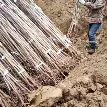 苗木种苗