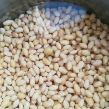 黄黄豆