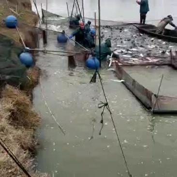 青鱼苗1到3斤