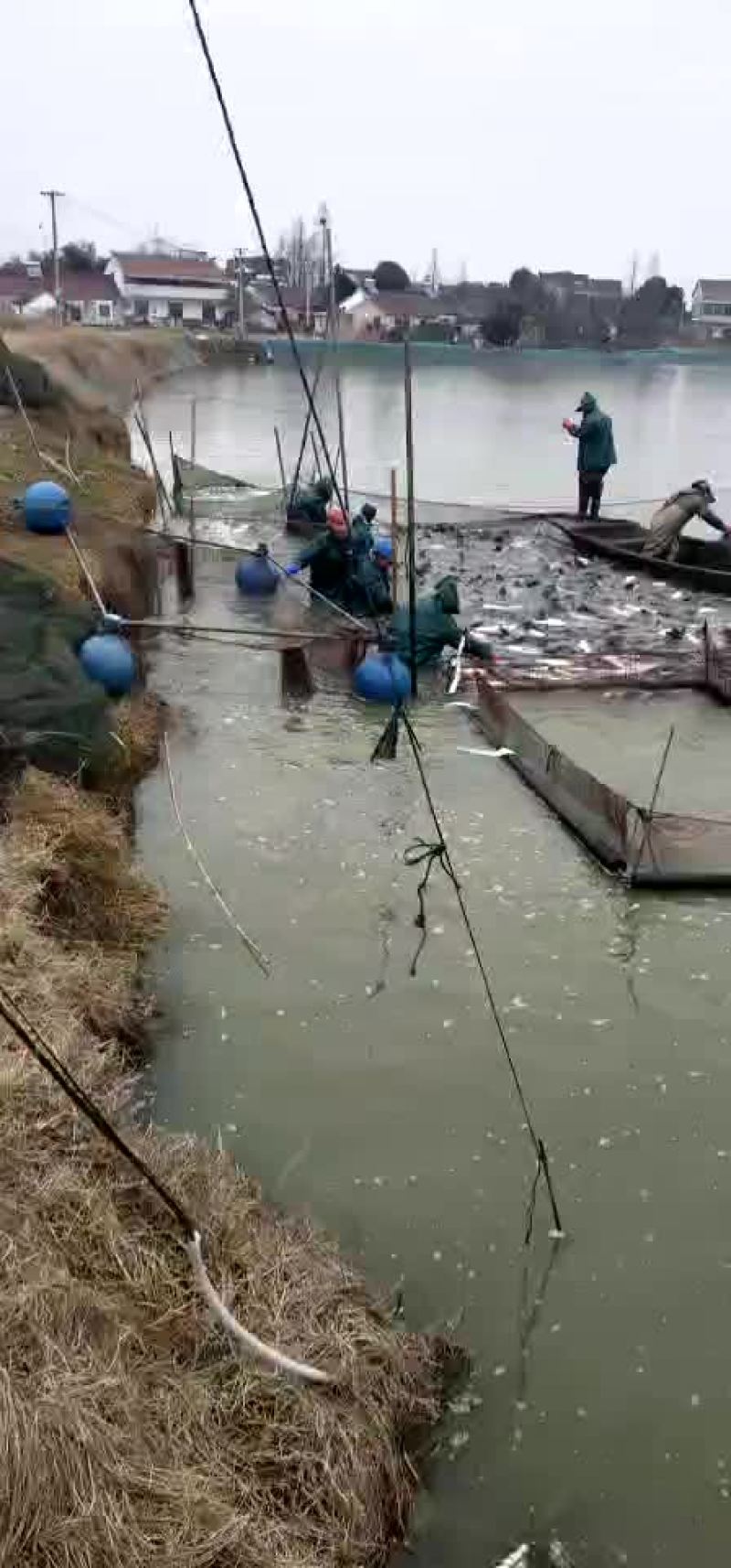 青鱼苗1到3斤