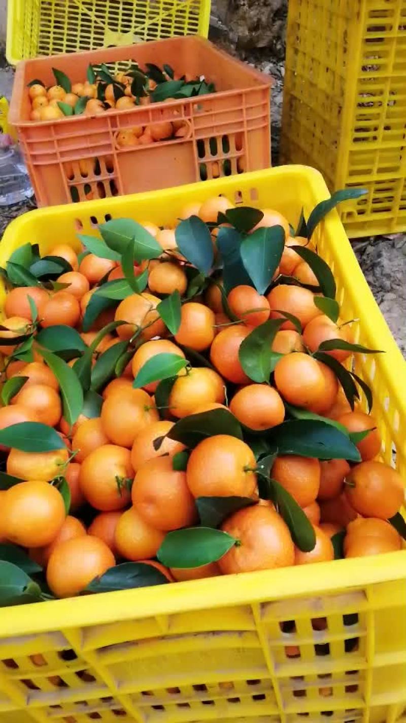 沙糖桔，沙糖桔，大量供应