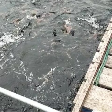 草鱼