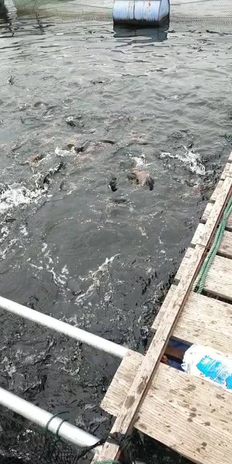 草鱼