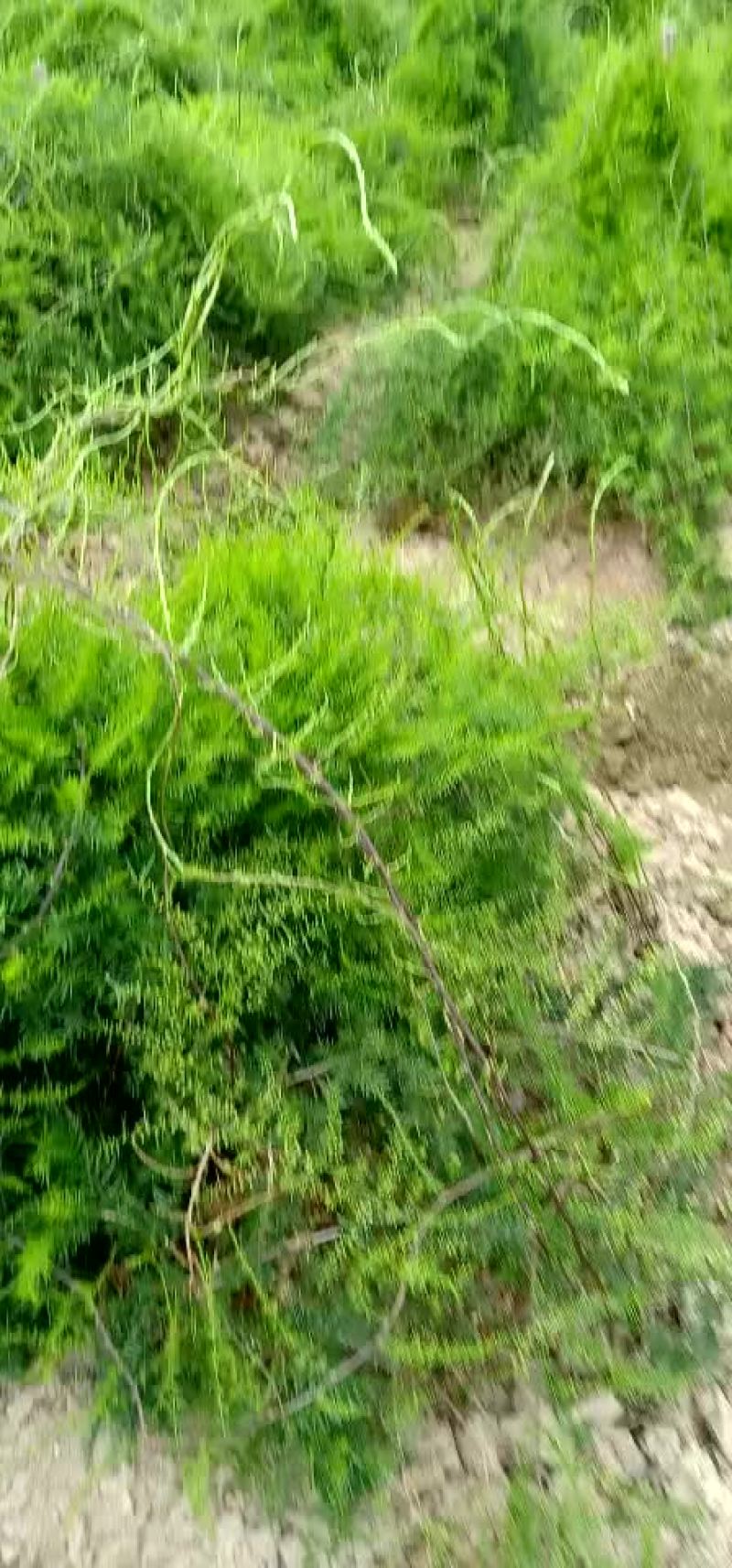 玉林良种天冬种苗，开挖移种了。有想法，可以下订单了。