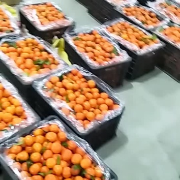 精品砂糖橘